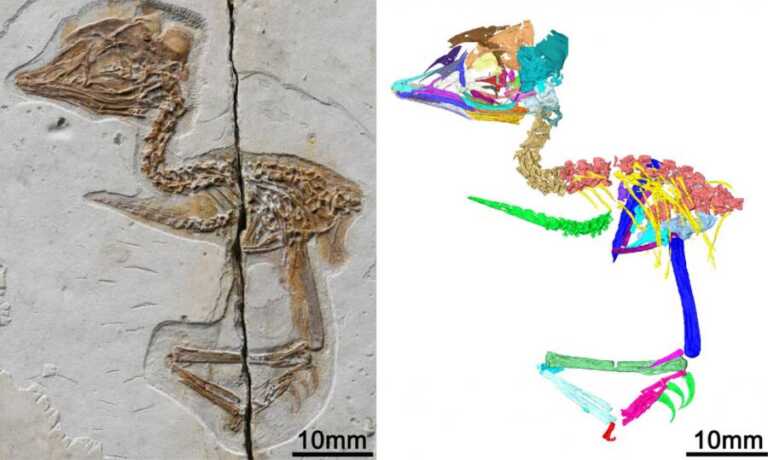 Hóa thạch chim và khủng long