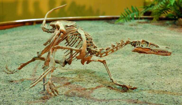 Hóa thạch chim và khủng long