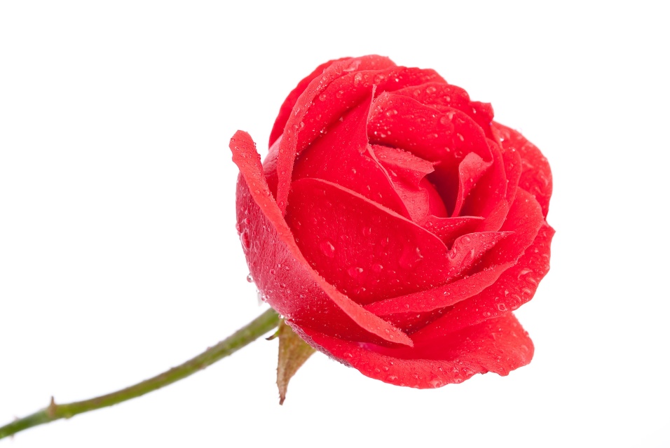 Bộ ảnh hoa hồng đẹp 3D cho anh em đồ họa thiết kế 51