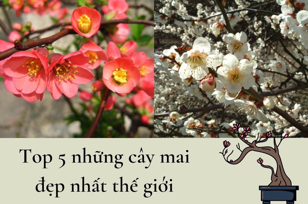 Top 5 cây mai đẹp nhất thế giới – Việt Nam đứng thứ mấy?