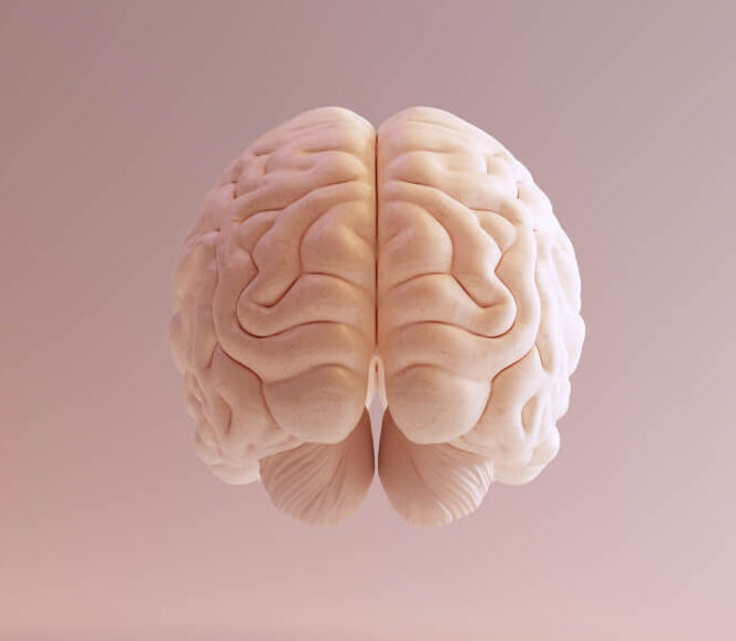 Não trái hay não phải thông minh hơn? Sự khác nhau giữa 2 bán cầu não 5