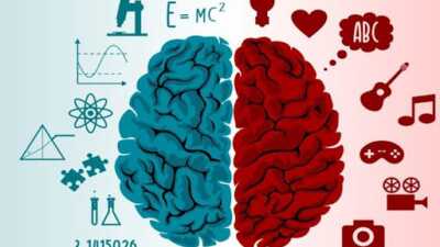 Não trái hay não phải thông minh hơn? Sự khác nhau giữa 2 bán cầu não 1