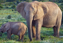 Giới thiệu về loài voi - 10 sự thật thú vị cần biết 65