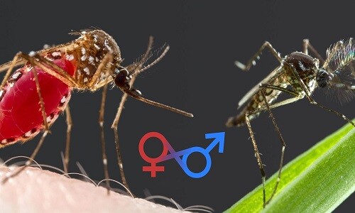Muỗi đực có hút máu không