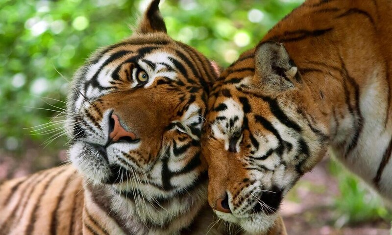 Giới thiệu về loài hổ - Loài hổ nào mạnh nhất thế giới?