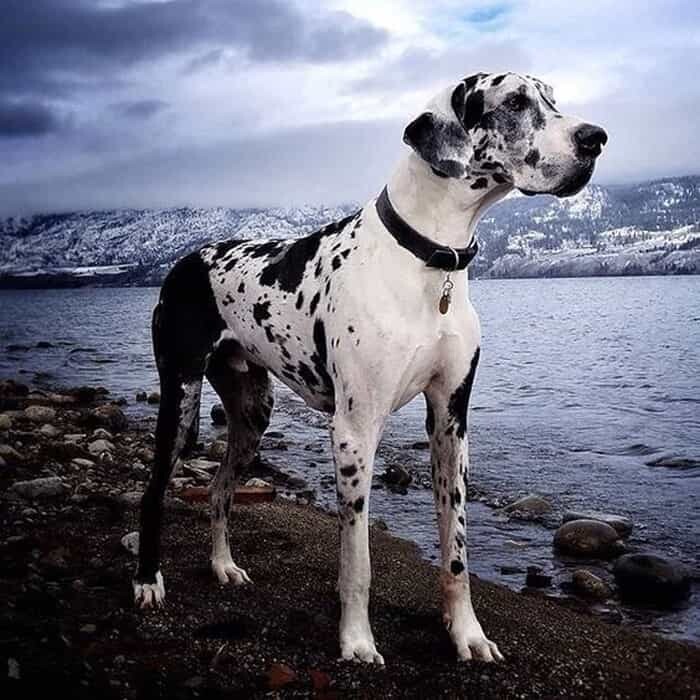 chó to nhất thế giới